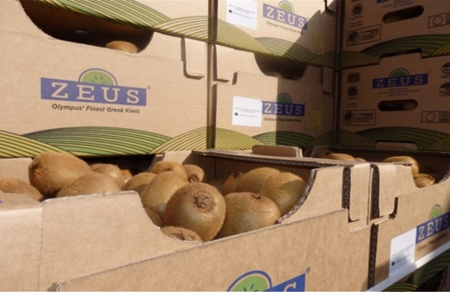 Ποια είναι πολυμετοχική εταιρία «ΖΕΥΣ» που «ταξιδεύει» το ελληνικό ακτινίδιο σε όλο τον κόσμο