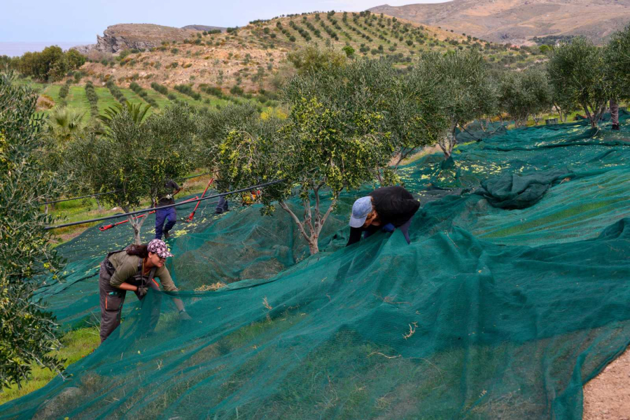 Προσυνεδριακή εκδήλωση του Elia Lesvos Confest 2024, με θέμα “Ο Πολιτισμός της Ελιάς’’