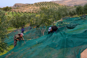 Προσυνεδριακή εκδήλωση του Elia Lesvos Confest 2024, με θέμα “Ο Πολιτισμός της Ελιάς’’