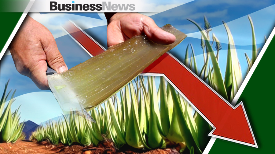 Αγορά αλόης: Από 200 παραγωγούς, σε διψήφιο αριθμό μετά την πανδημία - Η τιμή ''χρυσάφι'' και οι εξαγωγές