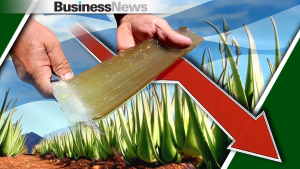 Αγορά αλόης: Από 200 παραγωγούς, σε διψήφιο αριθμό μετά την πανδημία - Η τιμή ''χρυσάφι'' και οι εξαγωγές