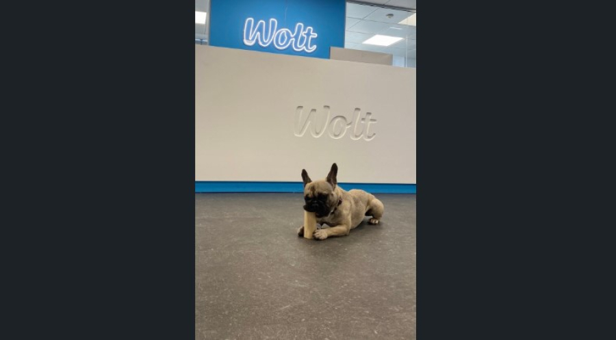 Ποια εταιρεία καλοδέχεται στα γραφεία της τα κατοικίδια