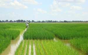 Τρίτη ευρωπαϊκή «δύναμη» η Ελλάδα στη ρυζοκαλλιέργεια - Εξάγονται τα 2/3 της παραγωγής