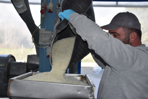 Πολύτιμα για τη Χίο τα «δάκρυα» του μαστιχόδεντρου