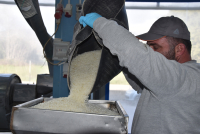 Πολύτιμα για τη Χίο τα «δάκρυα» του μαστιχόδεντρου