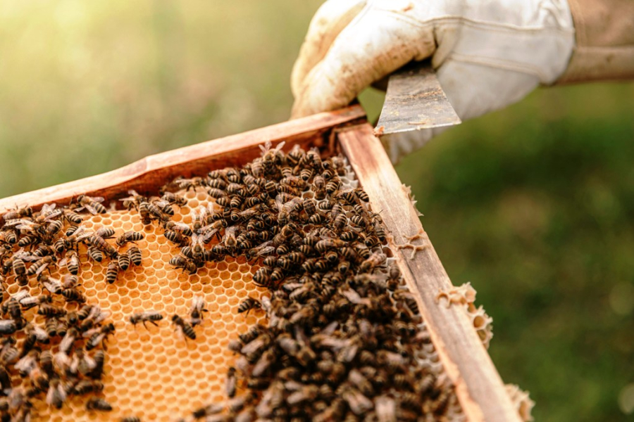Η Βουλή χορήγησε 1200 κυψέλες στην Ομοσπονδία Μελισσοκομικών Συλλόγων Ελλάδος