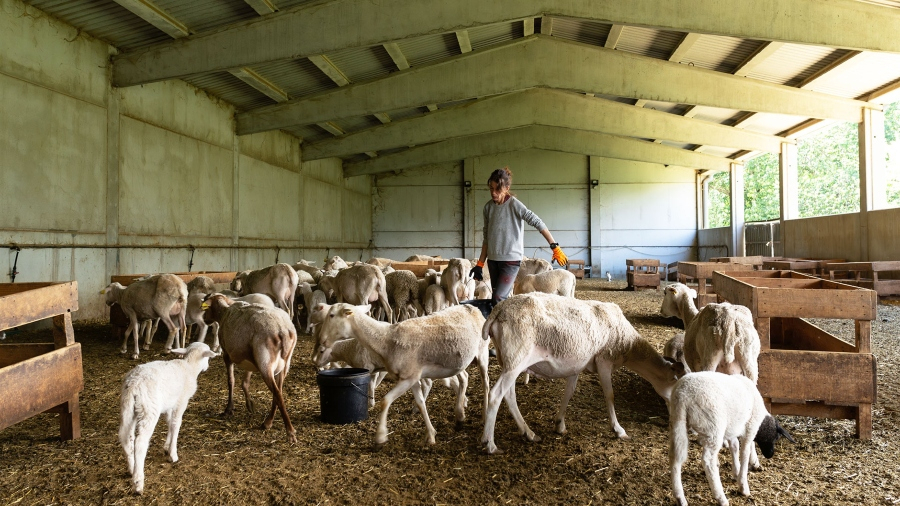 ΥΠΑΑΤ: 10 νέα κρούσματα ευλογιάς αιγοπροβάτων το δεύτερο 15θήμερο του Φεβρουαρίου