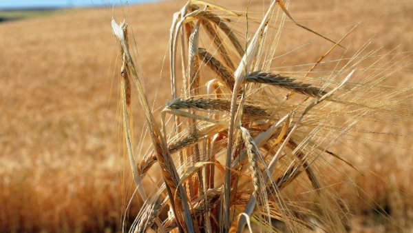 Διεθνής Διάσκεψη για την Επισιτιστική Ασφάλεια στο Βερολίνο