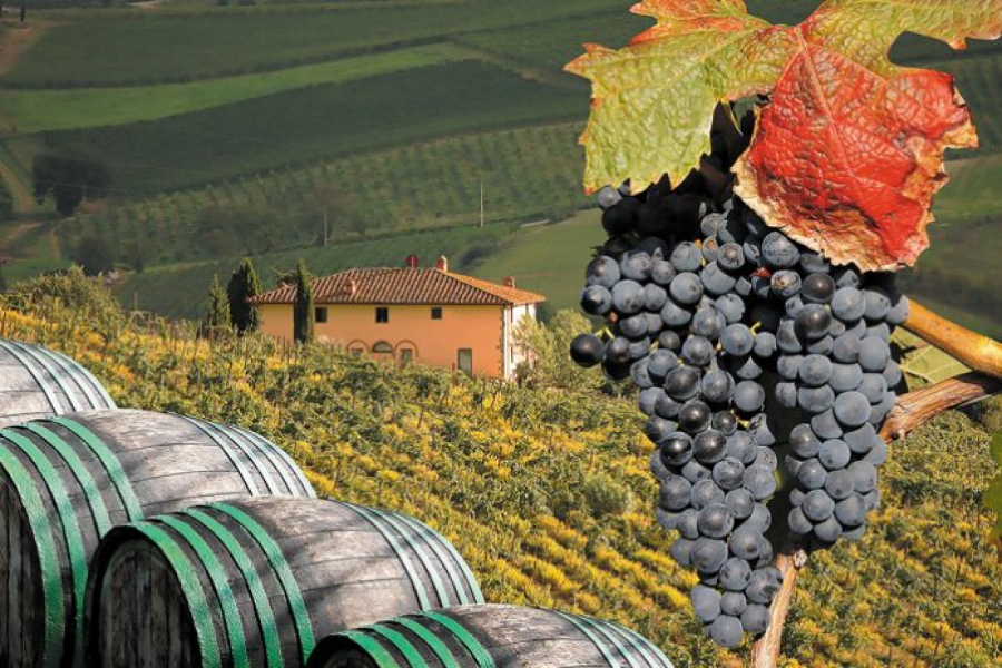 Μόνο ψηφιακά από φέτος οι αιτήσεις για το πρόγραμμα "Αναδιάρθρωσης και Μετατροπής Αμπελώνων"