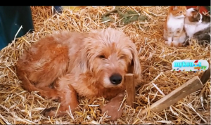 Πρόγραμμα «Άργος»: 40 εκατ. ευρώ στους δήμους για τα αδέσποτα ζώα