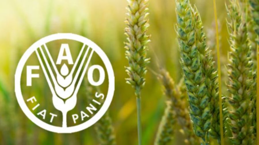 FAO: Περαιτέρω υποχώρηση των παγκόσμιων τιμών τροφίμων τον Νοέμβριο