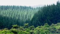 ΥΠΕΝ: 79 εκατ. ευρώ για πρόληψη και αποκατάσταση ζημιών σε δάση