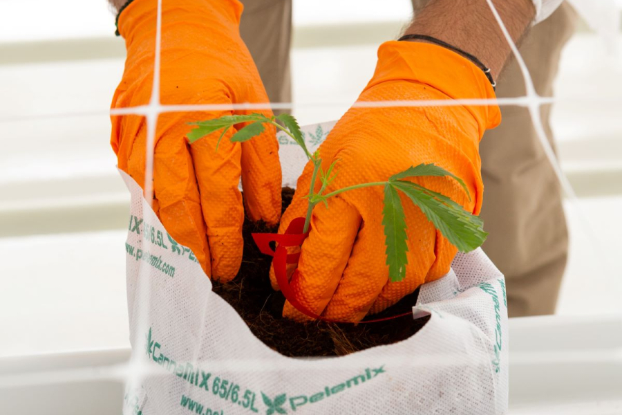 TIKUN: Η Ελλάδα υποδέχεται από το Ισραήλ τα πρώτα φυτά Φαρμακευτικής Κάνναβης