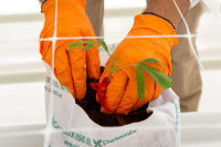 TIKUN: Η Ελλάδα υποδέχεται από το Ισραήλ τα πρώτα φυτά Φαρμακευτικής Κάνναβης