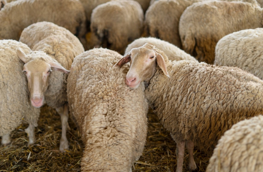 Αυστηρά μέτρα της Περιφέρειας Ηπείρου για την ευλογιά των προβάτων