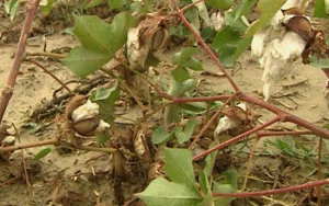 Τρίκαλα: Ζημιές σε βαμβάκι, αμπέλια και καπνό από τις βροχοπτώσεις