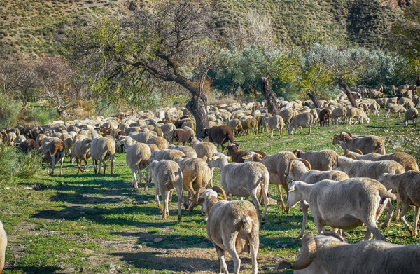 ΥΠΑΑΤ: Νέα μέτρα για τη διαχείριση της επιζωοτίας της ευλογιάς των αιγοπροβάτων