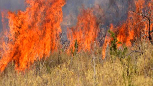 Σε εξέλιξη μεγάλη φωτιά στην Δεσκάτη Γρεβενών που καίει πευκοδάσος