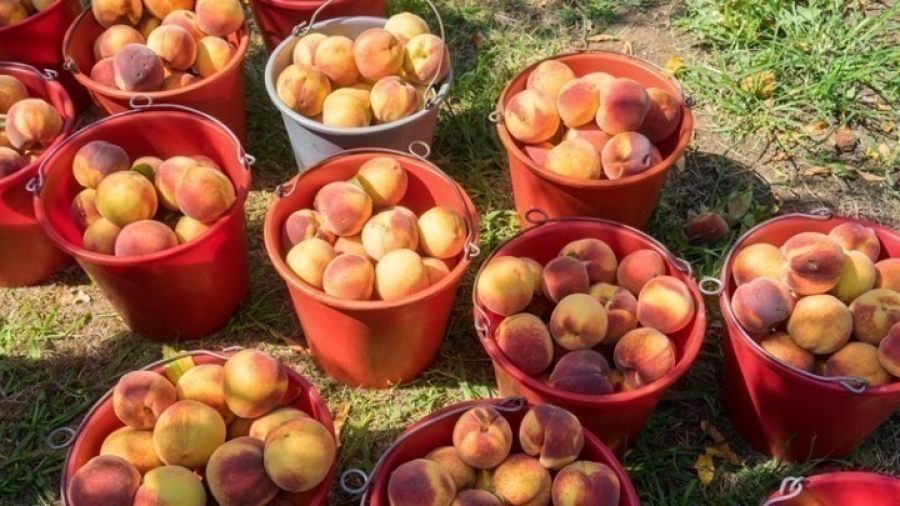 Συγκρατημένη η ζήτηση για βιομηχανικό βερίκοκο από τις αγορές - Η ελληνική παραγωγή καλύπτει τη ζήτηση της μεταποίησης