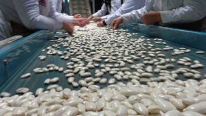 Φασολοπαραγωγοί Πρεσπών - Καστοριάς: Στη δίνη κλιματικής κρίσης και "ελληνοποιήσεων"