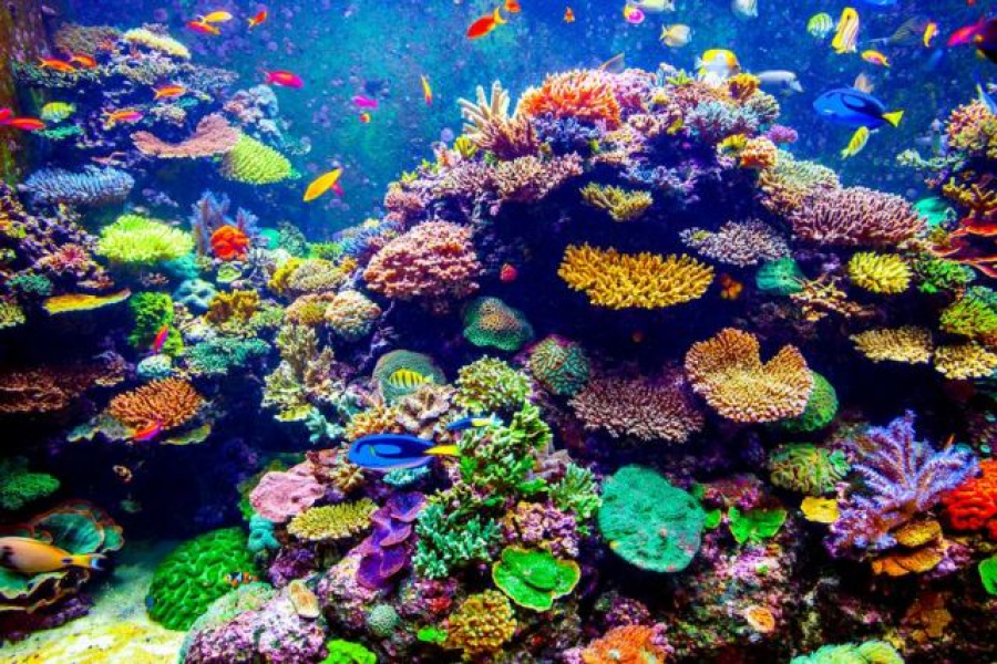 Επιδημία σκοτώνει τους αχινούς στην Ερυθρά Θάλασσα, βάζοντας σε κίνδυνο τα κοράλλια