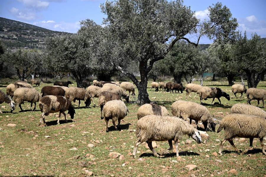 Ολοκληρώθηκε η σύσκεψη για την ευλογιά αιγοπροβάτων - Δέκα ερωταπαντήσεις για τους εμβολιασμούς