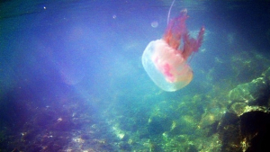 Σε ποιες περιοχές παρατηρείται έξαρση των μωβ μεδουσών φέτος