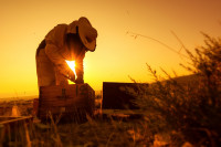 H APIVITA γιορτάζει την Παγκόσμια Ημέρα της Μέλισσας