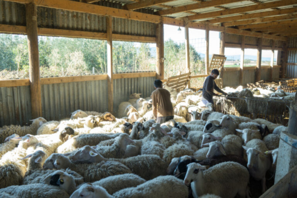 Νέα ενισχυμένη στήριξη των κτηνοτρόφων με 50% αύξηση της αποζημίωσης για ζωοτροφές