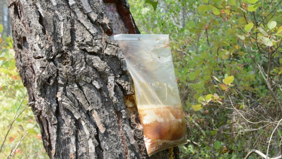 Ξεκίνησε η υλοποίηση του β’ κύκλου προσλήψεων ρητινοκαλλιεργητών