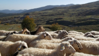 ΥΠΑΑΤ: Στην κτηνοτροφία κατευθύνεται το 73% των Συνδεδεμένων Ενισχύσεων