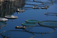 Ακταία: Ανησυχία λόγω της επέκτασης των υδατοκαλλιεργειών στην Ελλάδα