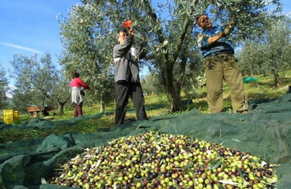 Σε ποιο δημοφιλές προϊόν η Ελλάδα πάει για ρεκόρ παραγωγής φέτος