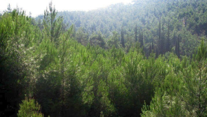 ΥΠΕΝ: Τι περιλαμβάνει η μεταρρύθμιση για τη διαχείριση των δημοσίων δασών