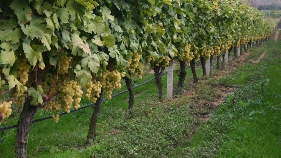 Γαλλία: Βυθίζεται η ζήτηση για κονιάκ, ξεριζώνουν αμπέλια οι παραγωγοί