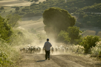 ΕΛΣΤΑΤ: Αύξηση 0,9% σημείωσε τον Δεκέμβριο ο γενικός δείκτης τιμών εκροών στη Γεωργία – Κτηνοτροφία