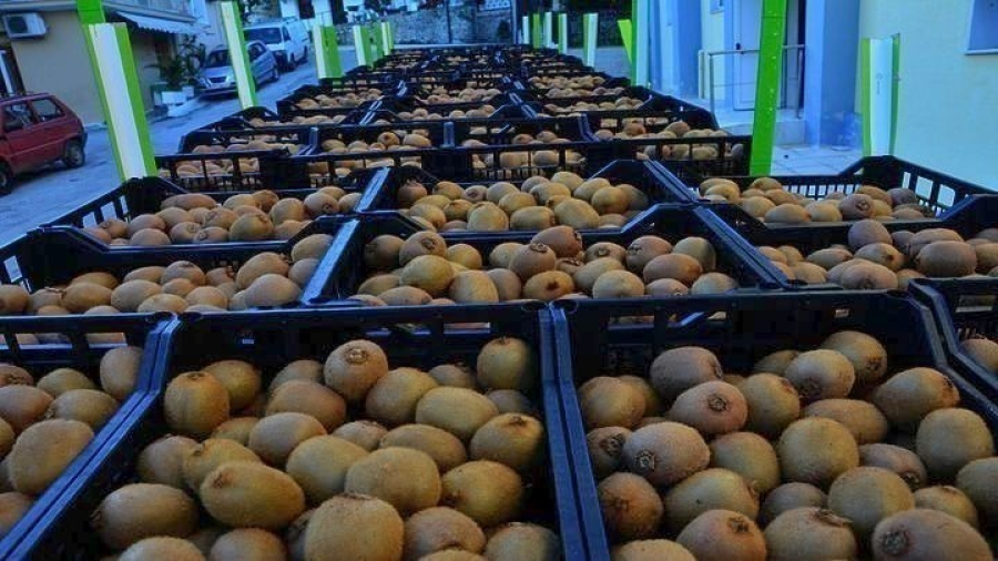 Εποχή "ευημερίας" για το ακτινίδιο και τον Έλληνα παραγωγό - Οι προκλήσεις