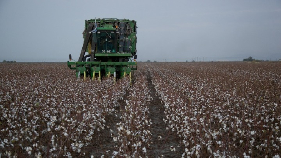 Θεσσαλία: Καταστροφές στο 70% της βαμβακοκαλλιέργειας - 20% μείωση στην παραγωγή της χώρας