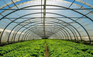 Ξεκινά το πρόγραμμα στήριξης θερμοκηπιακών καλλιεργειών προϋπολογισμού 150 εκατ. – Ενίσχυση από 50% έως 70%