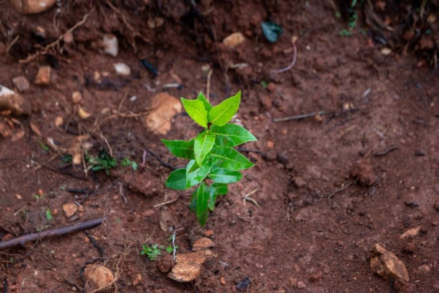 Παπαστράτος: Υλοποίηση προγράμματος αναδάσωσης στην Πεντέλη