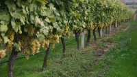 Παρεμβάσεις του ΥΠΑΑΤ για την ενίσχυση του αμπελοοινικού τομέα