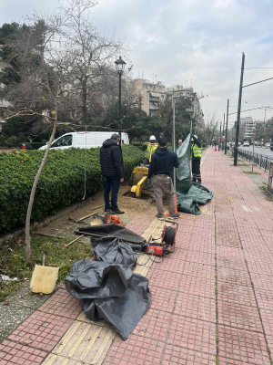 Η «Ανάπλαση Αθήνα ΑΕ» ξεκίνησε τη φύτευση 2.975 μεγάλων δένδρων σε συνεργασία με το Δήμο Αθηναίων