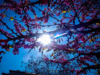 Άνοδος της θερμοκρασίας σε Δυτική και Νότια Ελλάδα - Μεταφορά αφρικανικής σκόνης αύριο και το Σάββατο