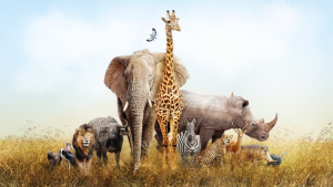 WWF: Εξαφανίστηκε σχεδόν το 70% της άγριας πανίδας, από το 1970 έως το 2018
