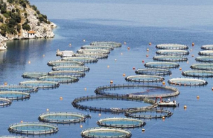 Πάνω από μισό δισ. για τη ενίσχυση των τομέων αλιείας και υδατοκαλλιέργειας