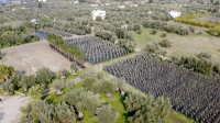 LAMDA Development: Επιχείρηση μεταφύτευσης 3.000 δέντρων στο Ελληνικό (vid)