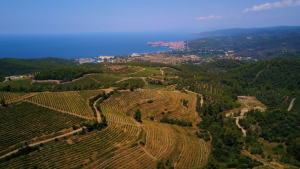 Αναγεννάται ο μεγαλύτερος βιολογικός αμπελώνας της Ελλάδας