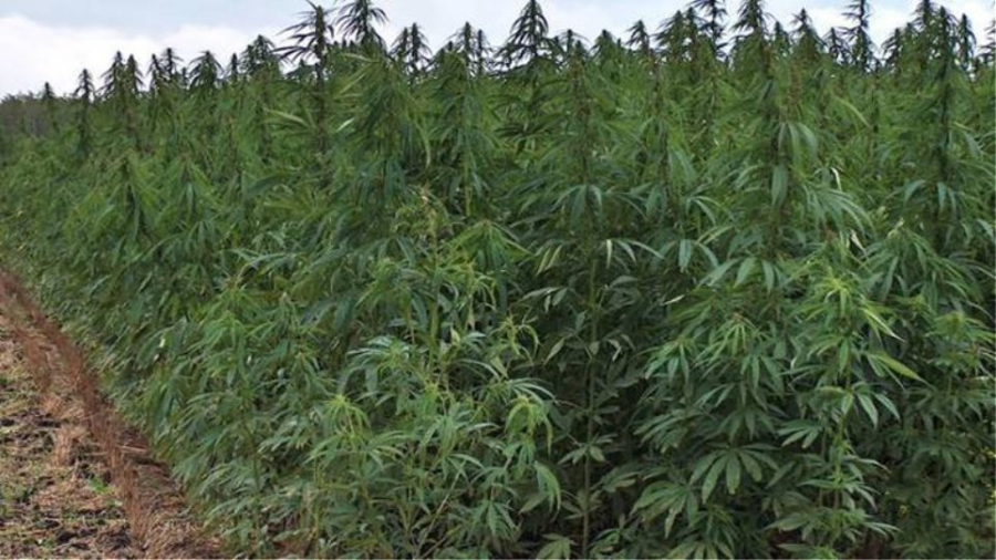 NORTH GREECE PHARMACEUTICAL CANNABIS: Έγκρίθηκε η άδεια εγκατάστασης