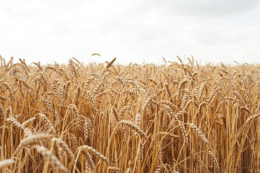 Συνεχίζονται οι επαφές με την Τουρκία για την εξαγωγή ουκρανικών σιτηρών, σύμφωνα με το Κρεμίλο