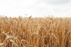 Συνεχίζονται οι επαφές με την Τουρκία για την εξαγωγή ουκρανικών σιτηρών, σύμφωνα με το Κρεμίλο